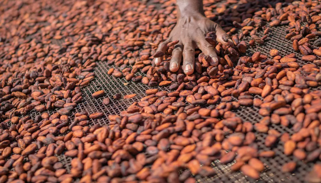 Kakaobønner tørker i sola. Det kan være viktig for innholdet av vitamin D. (Foto: noBorders - Brayden Howie / Shutterstock / NTB scanpix)