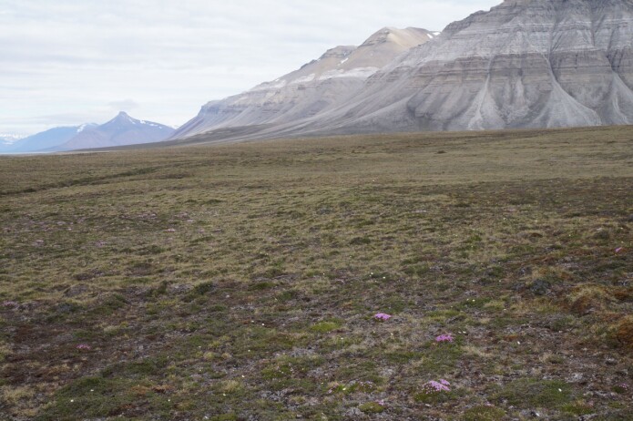 Den arktiske tundraen er ikke ett sted hvor det er lett å være en plante og plantene her blir heller ikke veldig store. Ofte er det kulden og den korte vekstsesongen som begrenser veksten. Men når klimaendringene gjør det varmere, så kan mangelen på vann bli en like stor utfordring. (Foto fra Svalbard: Anders Kolstad, NTNU Vitenskapsmuseet, CC BY-SA 4.0.) Den arktiske tundraen er ikke ett sted hvor det er lett å være en plante og plantene her blir heller ikke veldig store. Ofte er det kulden og den korte vekstsesongen som begrenser veksten. Men når klimaendringene gjør det varmere, så kan mangelen på vann bli en like stor utfordring. (Foto fra Svalbard: Anders Kolstad, NTNU Vitenskapsmuseet, CC BY-SA 4.0.)