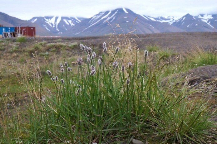 Plantene på den arktiske tundraen har blitt høyere og strekker seg mot himmelen slik som disse polarreverumpene på Svalbard. Dette skyldes høyere temperaturer som en følge og klimaendringene. (Foto: Anders Kolstad, NTNU Vitenskapsmuseet, CC BY-SA 4.0.) Plantene på den arktiske tundraen har blitt høyere og strekker seg mot himmelen slik som disse polarreverumpene på Svalbard. Dette skyldes høyere temperaturer som en følge og klimaendringene. (Foto: Anders Kolstad, NTNU Vitenskapsmuseet, CC BY-SA 4.0.)
