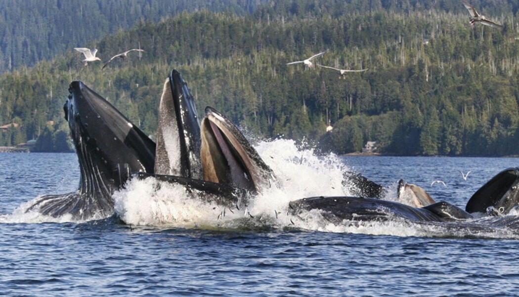 Knølhvaler som spiser sild i Alaska. (Illustrasjonsbilde: AP Photo/Ketchikan Daily News, Tom Miller/NTB Scanpix) Knølhvaler som spiser sild i Alaska. (Illustrasjonsbilde: AP Photo/Ketchikan Daily News, Tom Miller/NTB Scanpix)