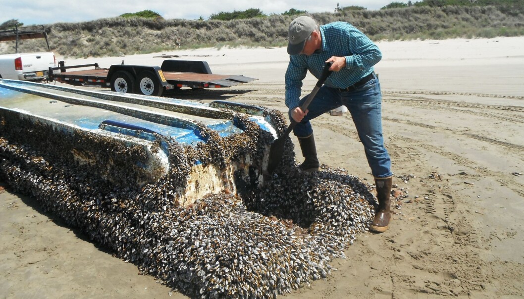 Forsker John Chapman inspiserer et fartøy som har drevet med strømmen fra Japan til Long Beach i delstaten Washington. (Foto: Russ Lewis) Forsker John Chapman inspiserer et fartøy som har drevet med strømmen fra Japan til Long Beach i delstaten Washington. (Foto: Russ Lewis)