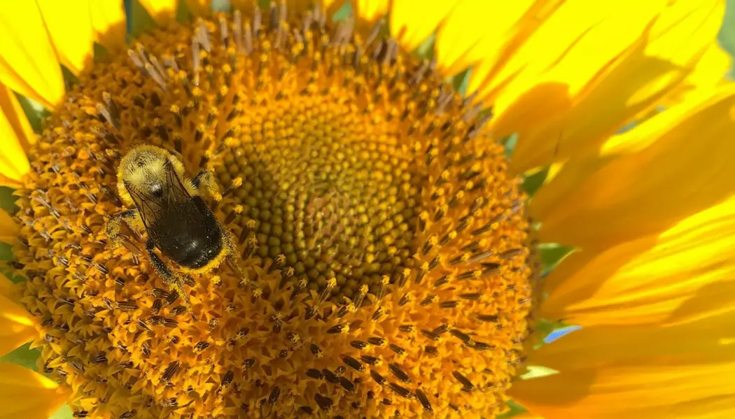Bier som spiste pollen fra solsikker hadde mye mindre problemer med visse sykdomer. (Foto: Jonathan Giacomini, NC State University)