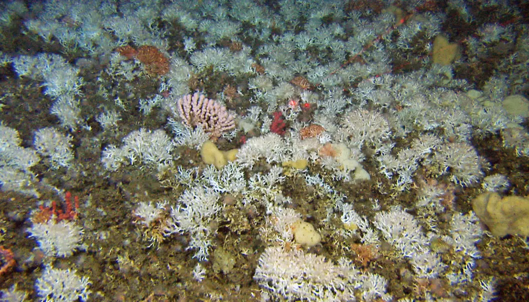 Raserte korallrev kan vokse opp igjen