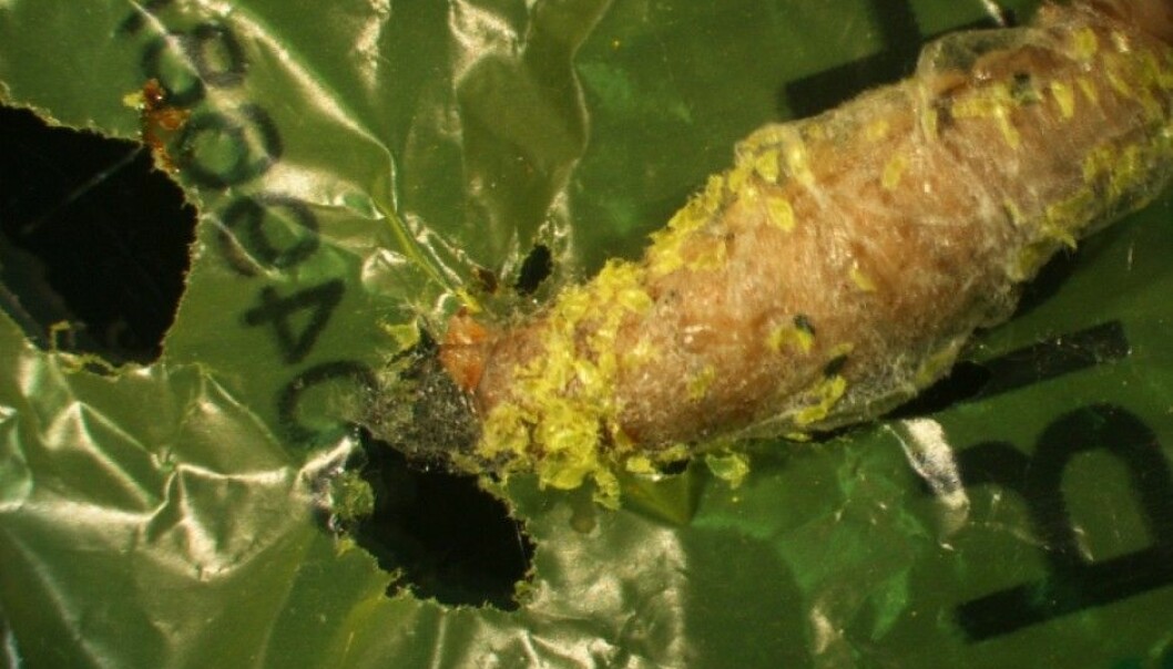 En larve av arten Galleria mellonella, bedre kjent som voksmøll, tygger hull i plast. (Foto: Federica Bertocchini, Paolo Bombelli og Chris Howe)