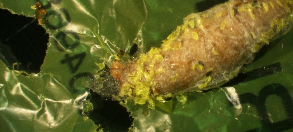 En larve av arten Galleria mellonella, bedre kjent som voksmøll, tygger hull i plast. (Foto: Federica Bertocchini, Paolo Bombelli og Chris Howe)