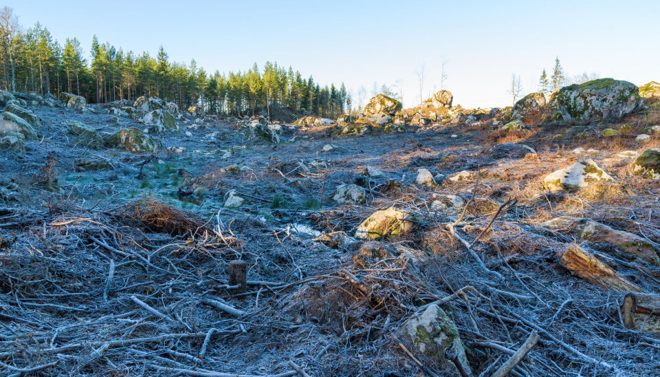 Avskoging kan føre til at deler av Europa blir litt kaldere. (Illustrasjonsfoto: Imfoto / Shutterstock / NTB scanpix)