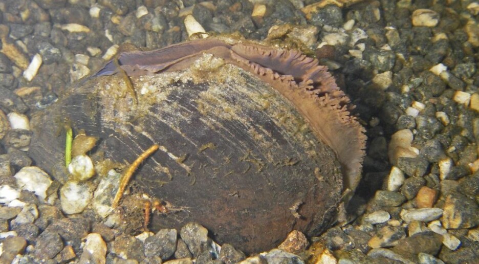 Fosterhjem kan bli redningen for truede elvemuslinger