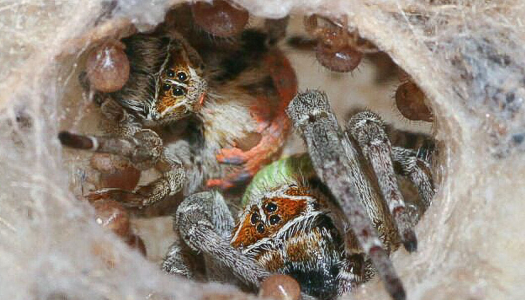 De samarbeider godt i kolonien av Stegodyphus dumicola En mor (med oransje rygg) og en eggløs hunn (grønn rygg) tar seg av avkommet sammen. (Foto: Anja Junghanns) De samarbeider godt i kolonien av Stegodyphus dumicola En mor (med oransje rygg) og en eggløs hunn (grønn rygg) tar seg av avkommet sammen. (Foto: Anja Junghanns)