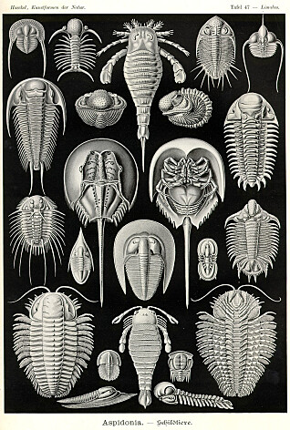 Trilobitter (av Haeckel kalt Aspidonia) er en utdødd gruppe leddyr som levde for mellom 550 og 250 millioner år siden og kunne bli fra noen få millimeter til én meter lange. Trilobittene levde i havet. I Norge er det funnet fossiler etter over 300 ulike arter trilobitter. (Publisert av www.BioLib.de / GNU) Trilobitter (av Haeckel kalt Aspidonia) er en utdødd gruppe leddyr som levde for mellom 550 og 250 millioner år siden og kunne bli fra noen få millimeter til én meter lange. Trilobittene levde i havet. I Norge er det funnet fossiler etter over 300 ulike arter trilobitter. (Publisert av www.BioLib.de / GNU)