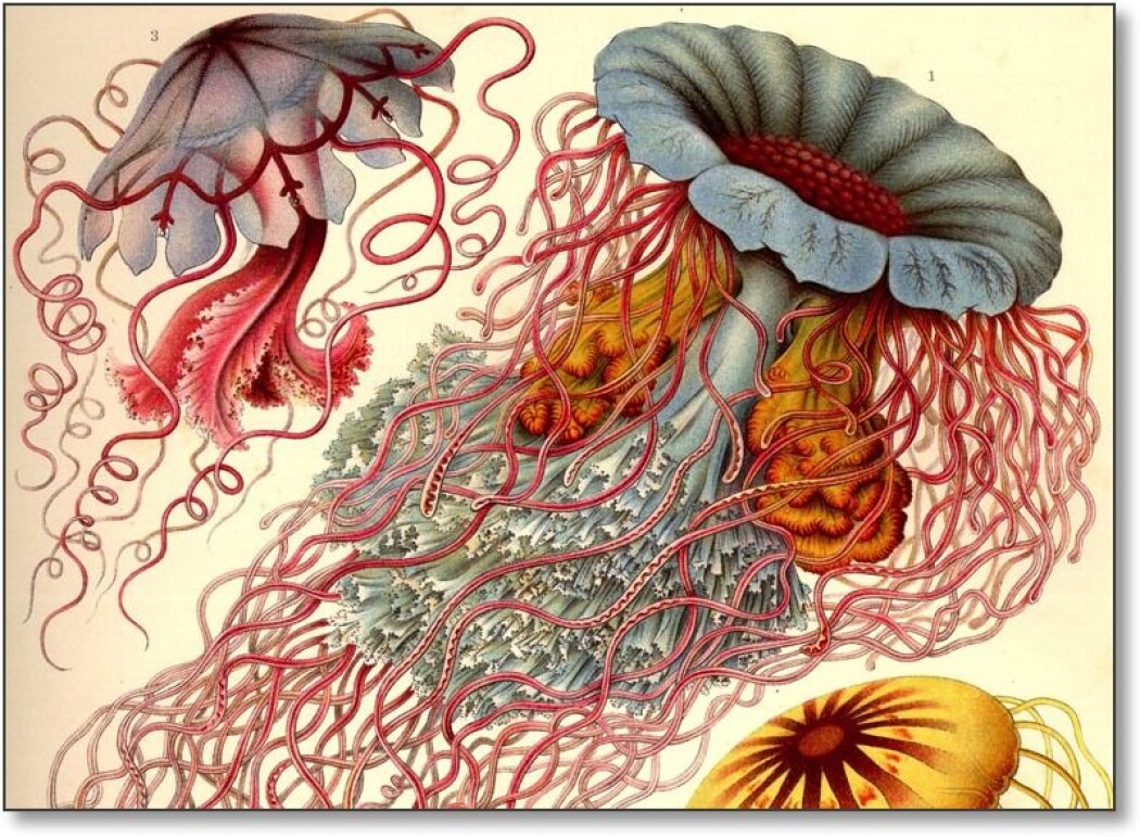Disse manetene er kanskje noe av det vakreste Haeckel tegnet. Biologiprofessorens drømmeaktige bilder kan se ut som noe han har fantasert, heller enn virkelige skapninger han observerte. (Publisert av www.BioLib.de / GNU) Disse manetene er kanskje noe av det vakreste Haeckel tegnet. Biologiprofessorens drømmeaktige bilder kan se ut som noe han har fantasert, heller enn virkelige skapninger han observerte. (Publisert av www.BioLib.de / GNU)