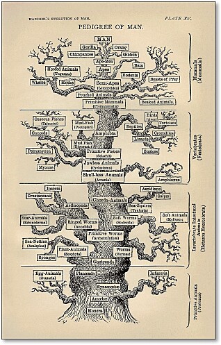 Systematisering av naturens biologiske mangfold var en av Ernst Haeckers store interessefelt. Systematisk inndeling av planter og dyr i grupper – her tegnet som Livets tre – gjør det enklere å forstå naturen rundt oss. At mennesker og aper havnet øverst i evolusjonens tre var en selvfølge for de fleste i Ernst Haeckel sin samtid. Denne illustrasjonen er fra 1879. (På PC kan du klikke på forstørrelsesglasset for å gjøre bildene i artikkelen større.) Systematisering av naturens biologiske mangfold var en av Ernst Haeckers store interessefelt. Systematisk inndeling av planter og dyr i grupper – her tegnet som Livets tre – gjør det enklere å forstå naturen rundt oss. At mennesker og aper havnet øverst i evolusjonens tre var en selvfølge for de fleste i Ernst Haeckel sin samtid. Denne illustrasjonen er fra 1879. (På PC kan du klikke på forstørrelsesglasset for å gjøre bildene i artikkelen større.)