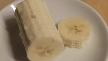 Dette er bananen vi la under mikroskopet. (Foto: Eivind Torgersen)