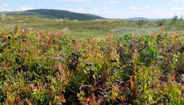 Før de ble plukket, sto blåbærene her, på fjellet mellom Rjukan og Tuddal. (Foto: Eivind Torgersen) Før de ble plukket, sto blåbærene her, på fjellet mellom Rjukan og Tuddal. (Foto: Eivind Torgersen)