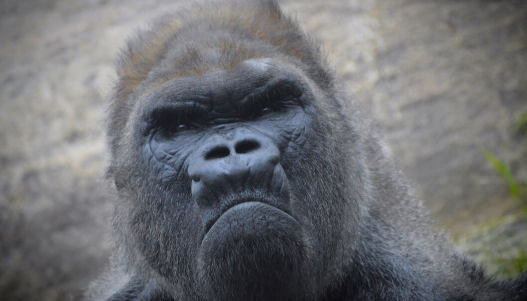 Gretten gorilla? (Foto: KARI K / Shutterstock / NTB scanpix) Gretten gorilla? (Foto: KARI K / Shutterstock / NTB scanpix)