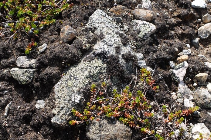 Nesten skjult i terrenget tegner laven kart på denne steinen vi fant på en liten kolle i fjellet i Øvre Telemark. (Foto: Eivind Torgersen) Nesten skjult i terrenget tegner laven kart på denne steinen vi fant på en liten kolle i fjellet i Øvre Telemark. (Foto: Eivind Torgersen)