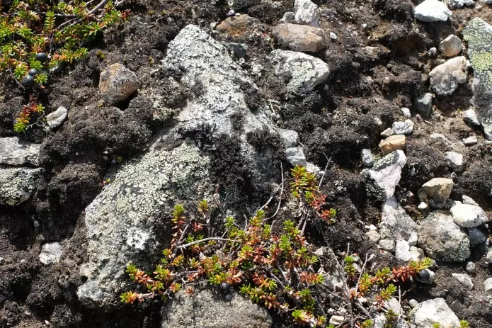 Nesten skjult i terrenget navler laven seg fast i denne steinen vi fant på en liten kolle i fjellet i Øvre Telemark. (Foto: Eivind Torgersen)