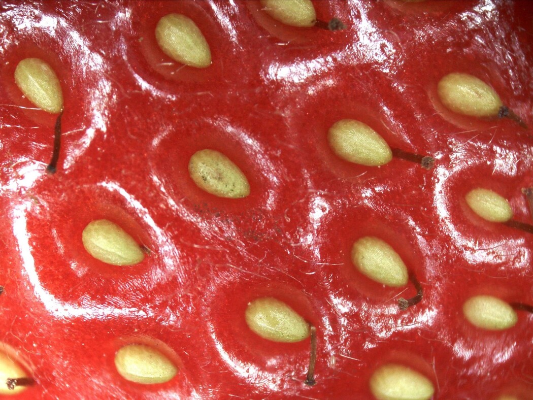 Veldig, veldig mange nøtter. Og alle må befruktes for å få et perfekt bær. (Foto: Eivind Torgersen) Veldig, veldig mange nøtter. Og alle må befruktes for å få et perfekt bær. (Foto: Eivind Torgersen)