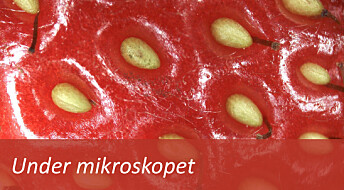 Slik ser et jordbær ut under mikroskopet