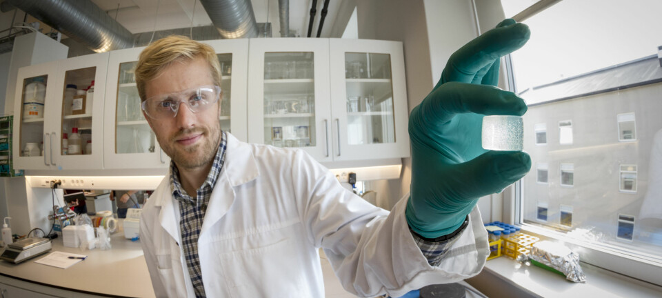 SINTEF-forsker og bioteknolog Øystein Arlov viser fram en alginatgelé som bokstavelig talt danner grobunn for de kunstige bruskcellene. (Foto: Thor Nielsen)