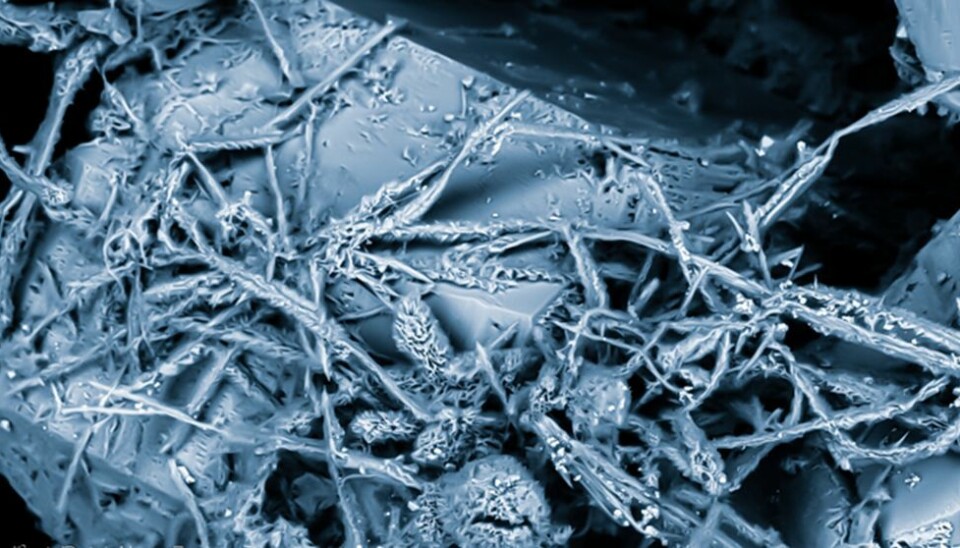 I en sprekk i granitten fant forskeren disse sopphyfene, som har vokst på en krystall. Nettverket av tråder, også kalt mycel, er soppens egentlige kropp. Det vi til daglig kaller sopp er egentlig bare en sopps fruktlegemer (kjønnsorganer). (Bildet er tatt med elektronmikroskop av Henrik Drake og Magnus Ivarsson)