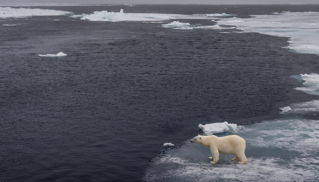 - Det Atlantiske vannet bringer med seg enorme mengder varme inn i Polhavet. Denne varmen er med på å smelte sjøisen i nærheten av Svalbard, og det forskes i dag på hvordan det Atlantiske vannet vil påvirke sjøisen i Polhavet i fremtiden, skriver Helene R. Langehaug. (Foto: Shutterstock / NTB Scanpix) - Det Atlantiske vannet bringer med seg enorme mengder varme inn i Polhavet. Denne varmen er med på å smelte sjøisen i nærheten av Svalbard, og det forskes i dag på hvordan det Atlantiske vannet vil påvirke sjøisen i Polhavet i fremtiden, skriver Helene R. Langehaug. (Foto: Shutterstock / NTB Scanpix)