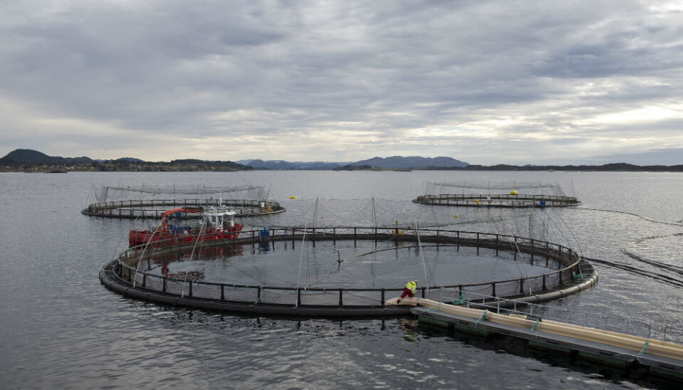 Havbruksnæringen har sine utfordringer, ikke minst når det gjelder lakselus, rømming, sykdomsbekjempelse blant fisken og forurensning i fjordene, forteller forsker. (Foto: Helge Skodvin)