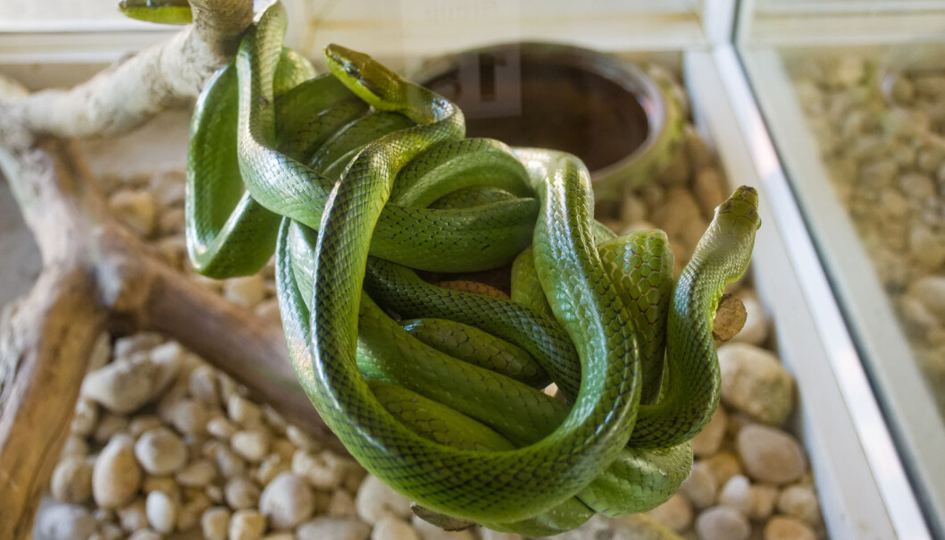 En av de viktigste du må ha er et godt miljø som reptilet kan leve i. Det kalles et terrarium og trenger både riktig UV-lys og oppvarming. (Foto: Shutterstock / NTB scanpix) En av de viktigste du må ha er et godt miljø som reptilet kan leve i. Det kalles et terrarium og trenger både riktig UV-lys og oppvarming. (Foto: Shutterstock / NTB scanpix)