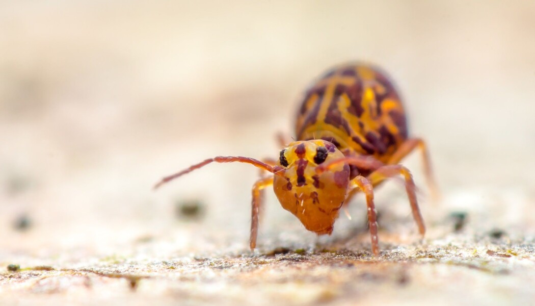 Spretthaler er omtrent en halv centimeter lange. Vi mennesker tenker kanskje ikke så mye over det, men de finnes i tusentall i bakken under oss. (Foto: Rainer Fuhrmann / Shutterstock / NTB scanpix) Spretthaler er omtrent en halv centimeter lange. Vi mennesker tenker kanskje ikke så mye over det, men de finnes i tusentall i bakken under oss. (Foto: Rainer Fuhrmann / Shutterstock / NTB scanpix)