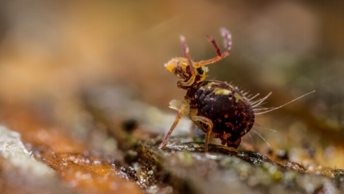 Spretthaler kommer i mange farger og fasonger. Denne er av den runde og mønstrete typen. Søt? (Foto: thatmacroguy / Shutterstock / NTB scanpix) Spretthaler kommer i mange farger og fasonger. Denne er av den runde og mønstrete typen. Søt? (Foto: thatmacroguy / Shutterstock / NTB scanpix)