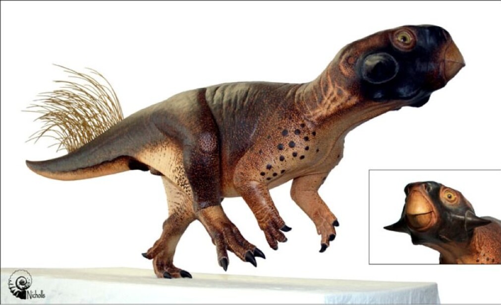 Psittacosaurus hadde ikke fjær over hele kroppen – bare bak på halen. De så ikke ut som vanlige fjær. – Dette er antakelig en type fjær som noen dinosaurer hadde – de var litt som hule strå, sier Jørn Hurum. (Foto: Jakob Vinther/Bob Nicholls (fossil-foto), Bob Nicholls (modell)) Psittacosaurus hadde ikke fjær over hele kroppen – bare bak på halen. De så ikke ut som vanlige fjær. – Dette er antakelig en type fjær som noen dinosaurer hadde – de var litt som hule strå, sier Jørn Hurum. (Foto: Jakob Vinther/Bob Nicholls (fossil-foto), Bob Nicholls (modell))