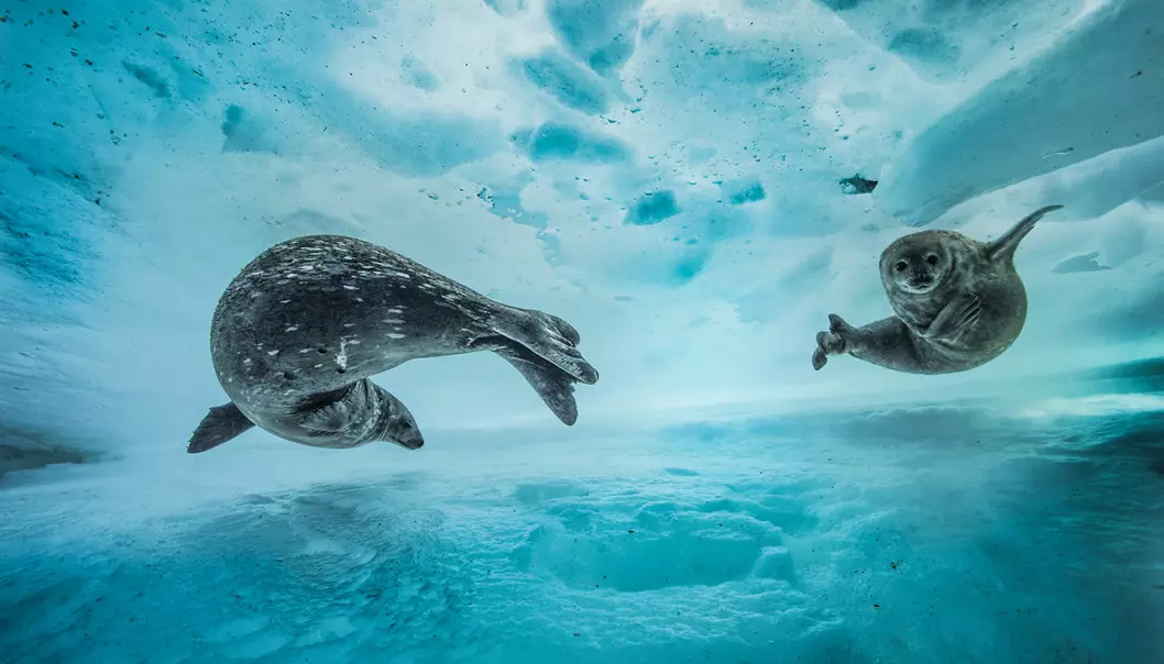 «Svømmegymnastikk» kaller fotografen dette bildet. En weddelsel-mor og ungen hennes leker seg i islabyrintene i Antarktis. (Foto: Laurent Ballesta, Wildlife Photographer of the Year)