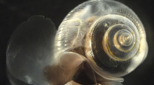 Havforsuring påvirker skallet til vingesneglen