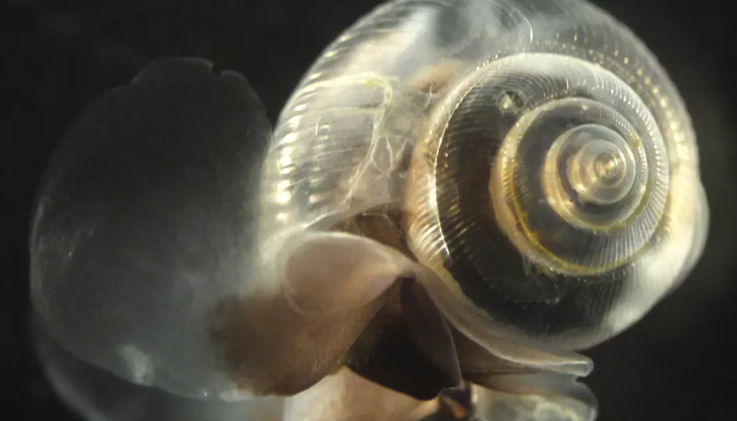 Havforsuring påvirker skallet til vingesneglen