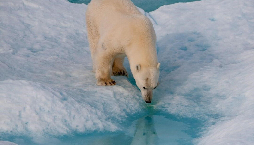 Klimaendringer handler ikke bare om økt temperatur og smeltende is. (Foto: Matthew Messina) Klimaendringer handler ikke bare om økt temperatur og smeltende is. (Foto: Matthew Messina)