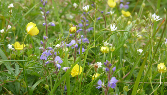Klimaendringene kan føre til mindre blomsterprakt i engene våre i en ikke altfor fjern framtid. Skjøtsel i form av slått og beite vil bli stadig viktigere for å bevare det biologiske mangfoldet. (Foto: Siri Lie Olsen) Klimaendringene kan føre til mindre blomsterprakt i engene våre i en ikke altfor fjern framtid. Skjøtsel i form av slått og beite vil bli stadig viktigere for å bevare det biologiske mangfoldet. (Foto: Siri Lie Olsen)
