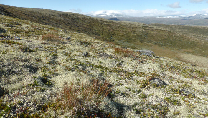 Lav- og mosedekte fjellheier kan bli mer dominert av planter i et varmere og våtere klima. Det kan få konsekvenser for blant annet reinsdyr. (Foto: Siri Lie Olsen) Lav- og mosedekte fjellheier kan bli mer dominert av planter i et varmere og våtere klima. Det kan få konsekvenser for blant annet reinsdyr. (Foto: Siri Lie Olsen)