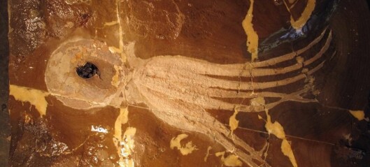 Slik pusser du opp en 100 millioner gammel blekksprut