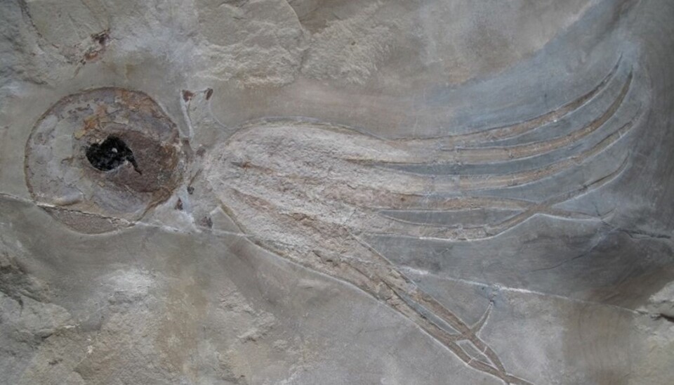 Denne åttearmede blekkspruten levde i fjæra for 95 millioner år siden. Den er så godt bevart at du kan se blekkposen. (foto: Mike Bätjer)