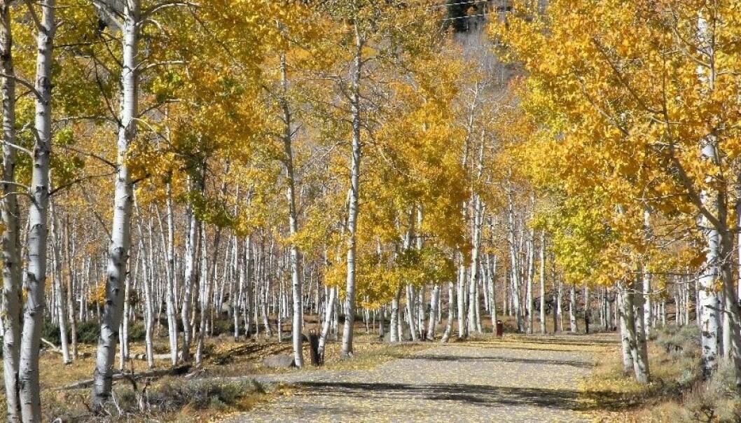 Pando kan se ut som en vanlig skog. I virkeligheten er den trolig verdens største skapning. (Foto: Paul C. Rogers) Pando kan se ut som en vanlig skog. I virkeligheten er den trolig verdens største skapning. (Foto: Paul C. Rogers)
