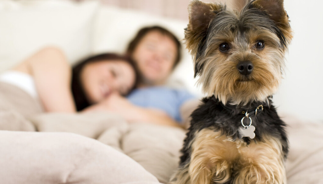 Deltakerne i studien sov godt med hunden i samme rom, men ikke hvis hunden fikk lov til å ligge i senga. (Foto: Shutterstock / NTB scanpix) Deltakerne i studien sov godt med hunden i samme rom, men ikke hvis hunden fikk lov til å ligge i senga. (Foto: Shutterstock / NTB scanpix)