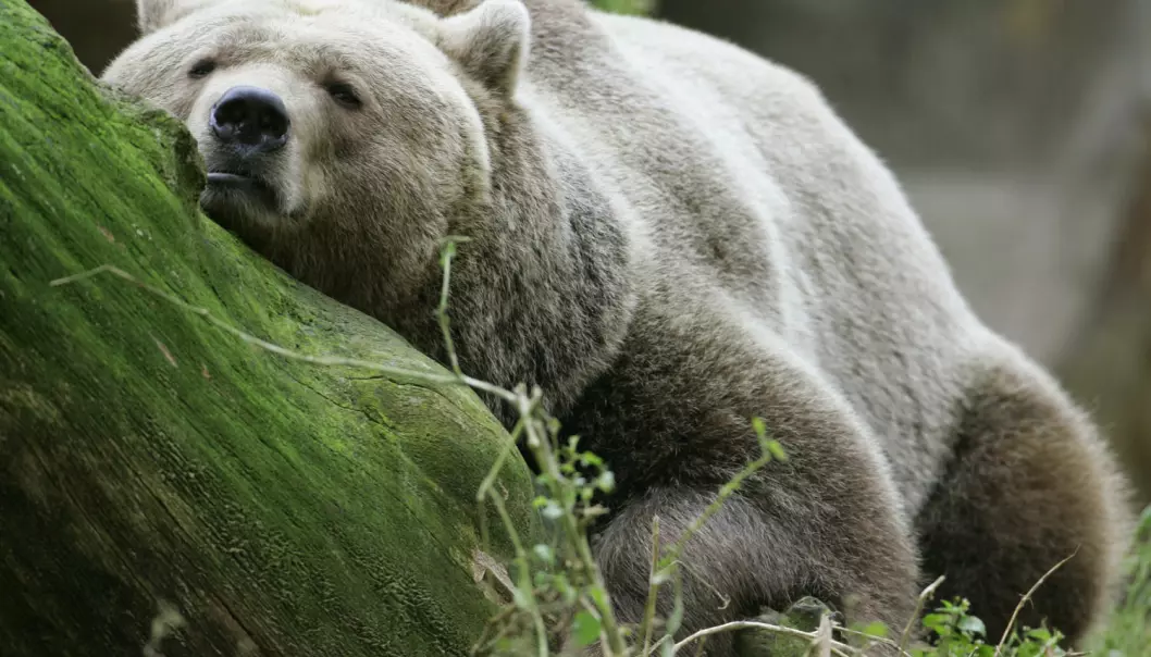 For å finne ut av hvordan situasjonen var for bjørnen for lenge siden, før menneskene begynte å telle dyr og skrive det ned, må forskerne bruke fossile funn. (Foto: REUTERS / Arnd Wiegmann)