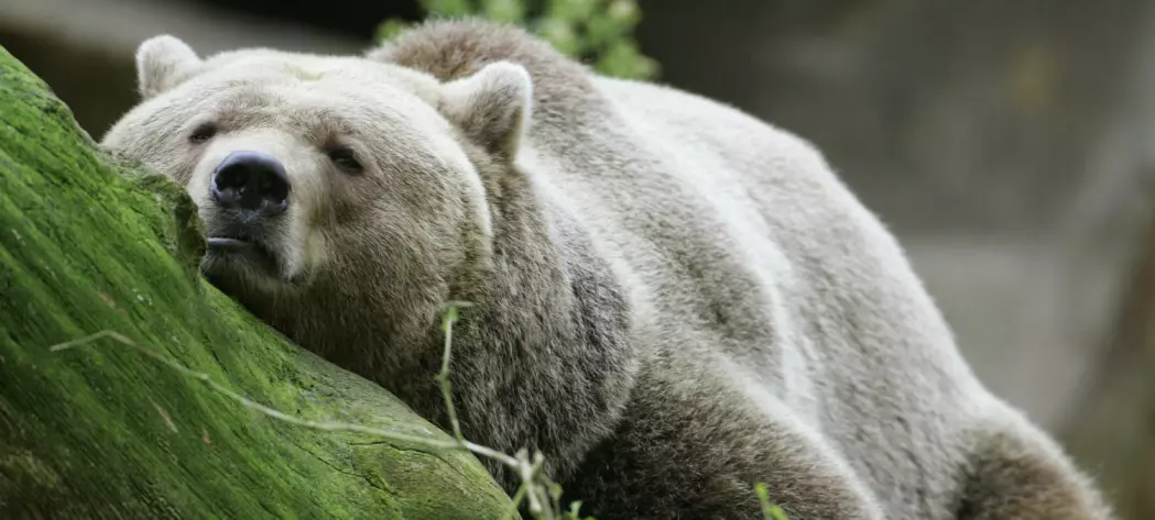 Varmere klima har gitt færre bjørner