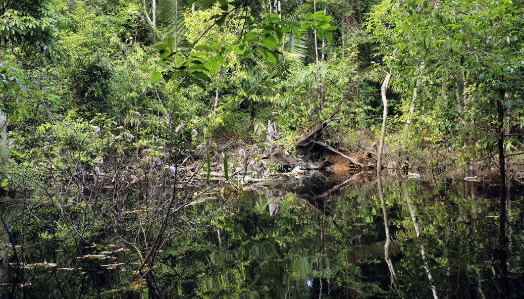 Overdreven jakt og fiske kan være en trussel mot Amazonas. (Illustrasjonsfoto: Colourbox) Overdreven jakt og fiske kan være en trussel mot Amazonas. (Illustrasjonsfoto: Colourbox)