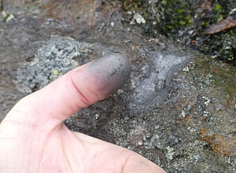 Grafitten er gråsvart og kan kjennes igjen på at den sverter fingrene grå. (Foto: Ane K. Engvik) Grafitten er gråsvart og kan kjennes igjen på at den sverter fingrene grå. (Foto: Ane K. Engvik)
