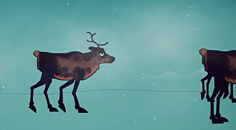 Nett-TV: Se hva som skjer når reinsdyr får skrantesjuke