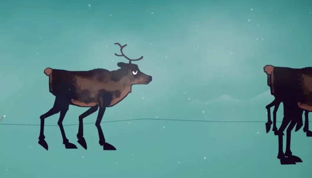 Se hva som skjer når reinsdyr får skrantesjuke