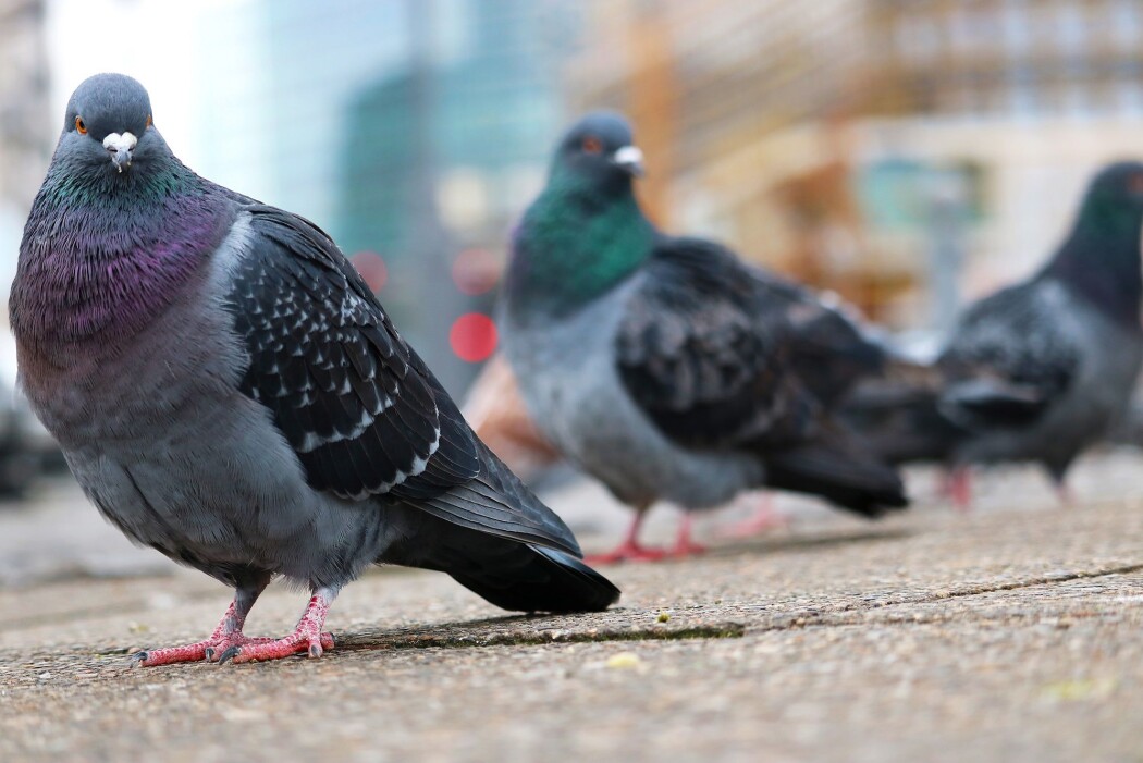 Det kan se ut som alle duene på torget er voksne. Det er de ikke. (Foto: Colourbox) Det kan se ut som alle duene på torget er voksne. Det er de ikke. (Foto: Colourbox)