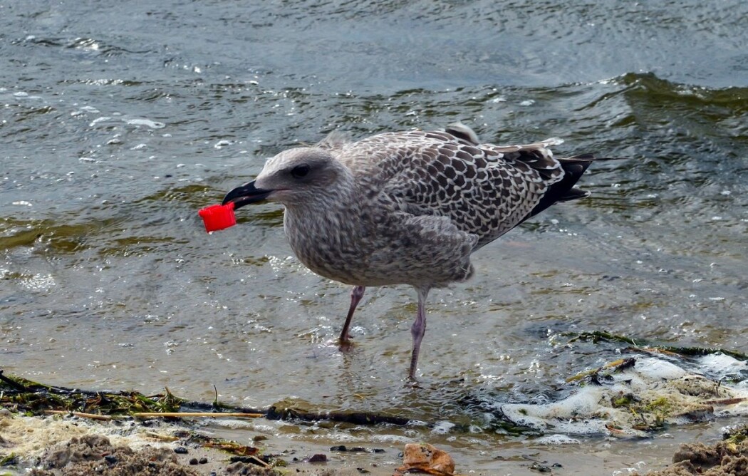 Det er kanskje ikke bare uflaks at sjøfugler spiser plast, tror forskere. (Illustrasjonsbilde: Afflamen / Shutterstock / NTB scanpix) Det er kanskje ikke bare uflaks at sjøfugler spiser plast, tror forskere. (Illustrasjonsbilde: Afflamen / Shutterstock / NTB scanpix)