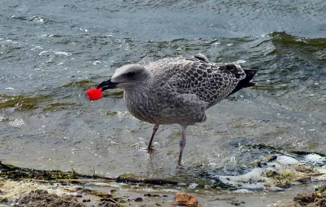 Det er kanskje ikke bare uflaks at sjøfugler spiser plast, tror forskere. (Illustrasjonsbilde: Afflamen / Shutterstock / NTB scanpix)