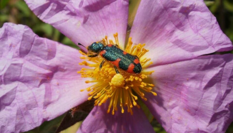 Blomster på øya Lesbos lokker insekter til med helt spesielle kombinasjoner av dufter og farger, slik at insektene kan spre blomstenes pollen. Her blomsten Kreta-Cistrose med besøk fra billen Trichodes.  (Foto: Aphrodite Kantsa, Det egeiske universitet Mytilini)